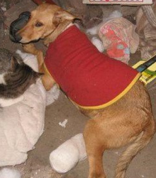 Perro antes del campito