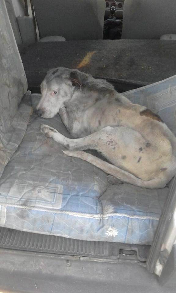 Perro antes del campito