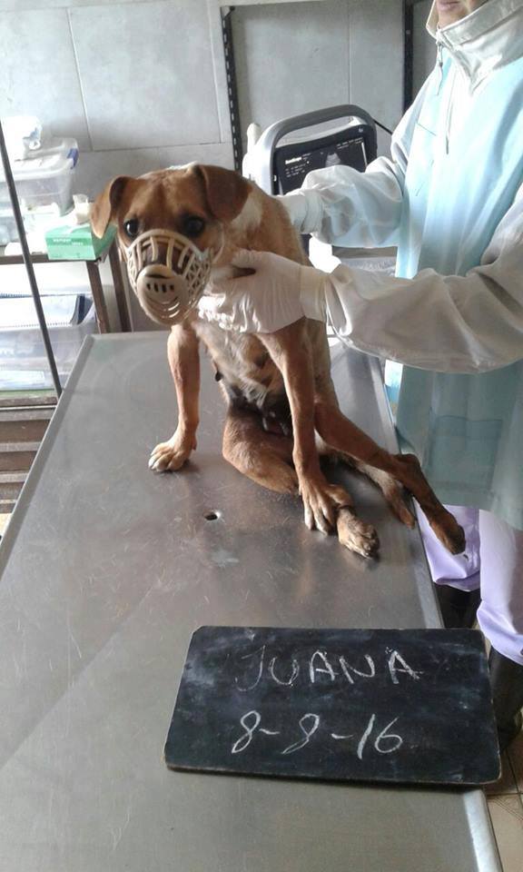 Perro antes del campito