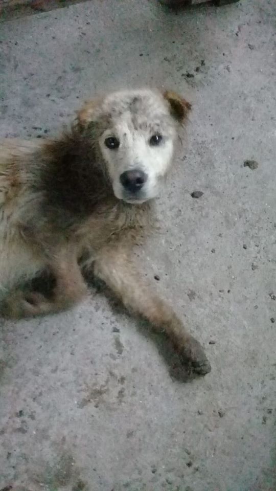 Perro antes del campito