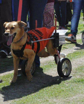 Perro después del campito