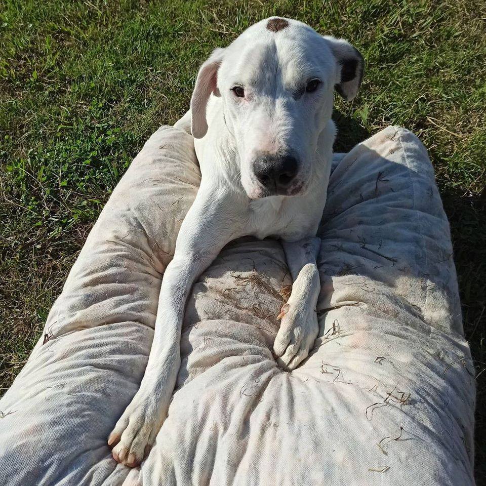 Perro después del campito