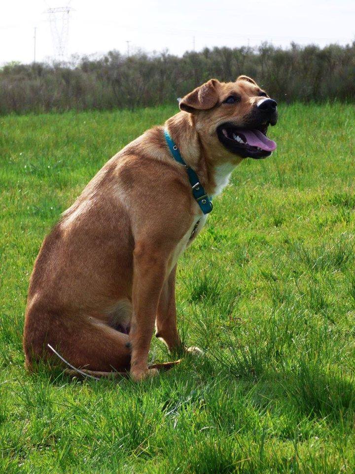 Perro después del campito