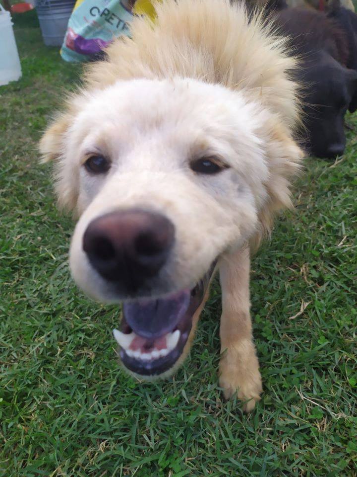 Perro después del campito