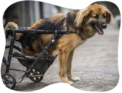 Perro en silla de ruedas