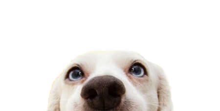 Mirada de perro