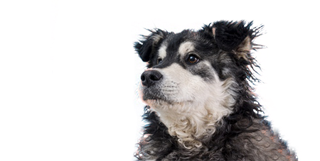 Perro viejito