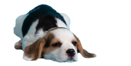 Perro acostado