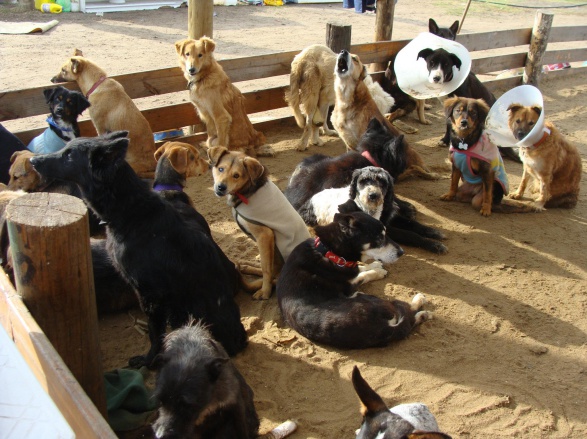 Muchos perros