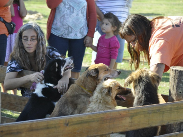 Perros y visitas