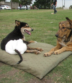 Perros en rehabilitación