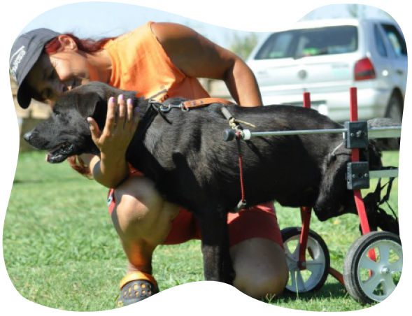 Perro en silla de ruedas